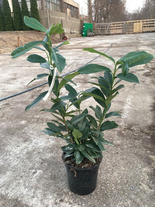 Laurowiśnia Prunus laurocerasus Novita