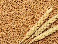 Продам пшеницю 4,5 грн/ кг