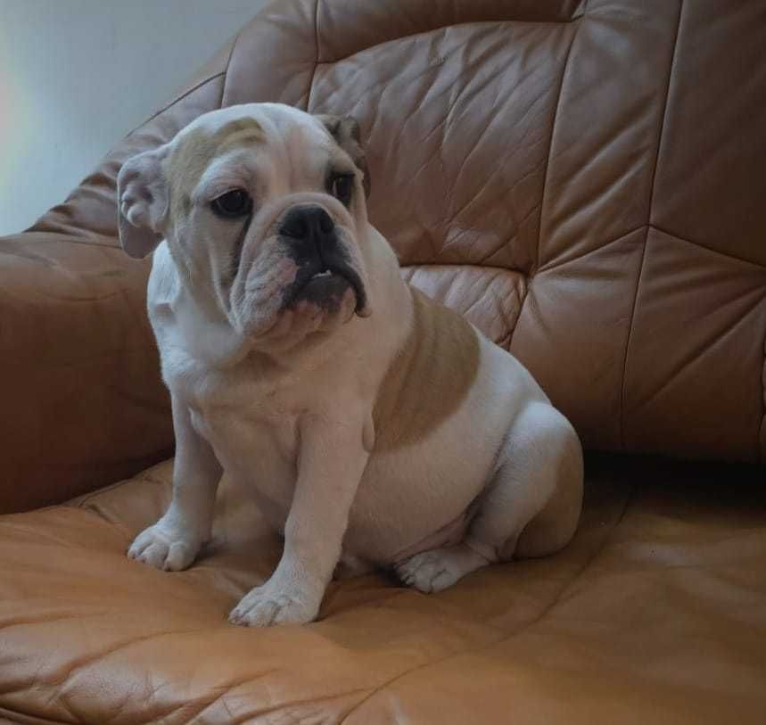 Buldog Angielski Sunia