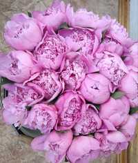 Квіти піона,зріз ( рожевий, білий)