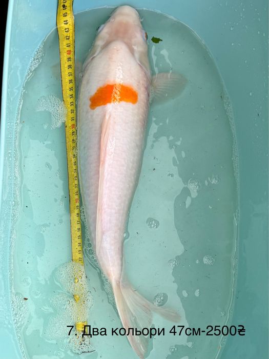 Короп коі кои карп Бойовий харківський штучний риба 20-50см