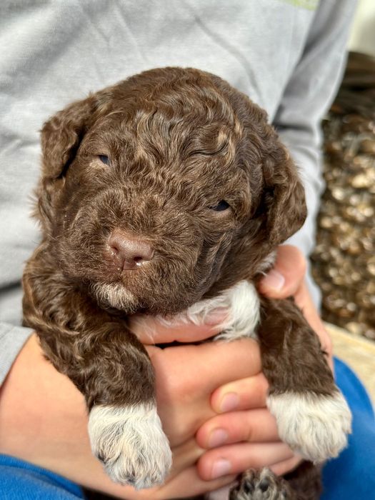 Lagotto Romagnolo ZKwP/FCI - piękny pies