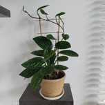 Monstera karstenianum (Monstera Peru)