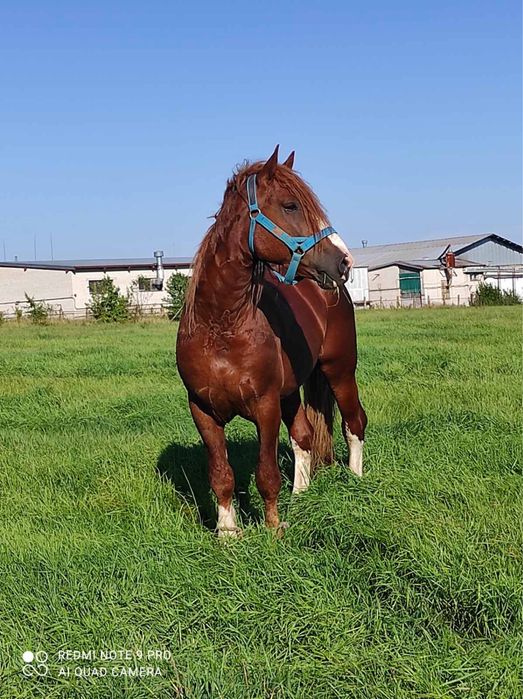 Торійський жеребець для паровки