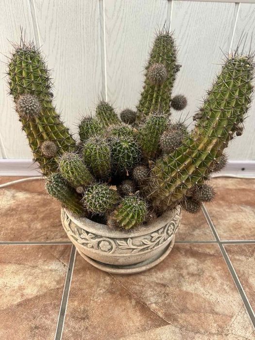 Кактусы большие комнатные