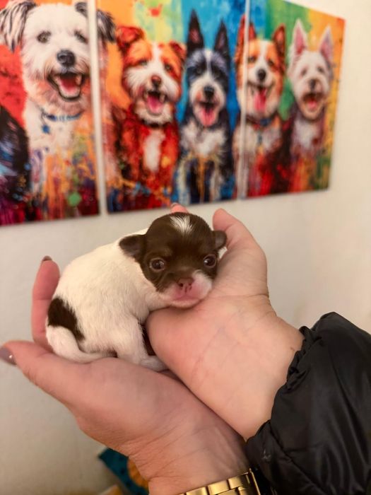 Chihuahua macho maravilhoso