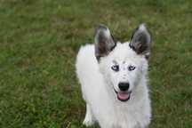 Łajka jakucka nie samoyed nie border nie owczarek