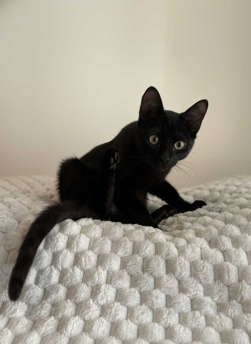 Setúbal / Margem Sul / Lisboa — JET, gatinha para adoção