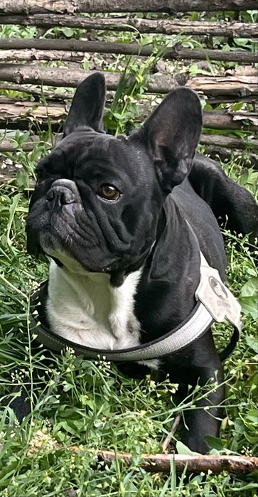 Вязка французкий бульдог