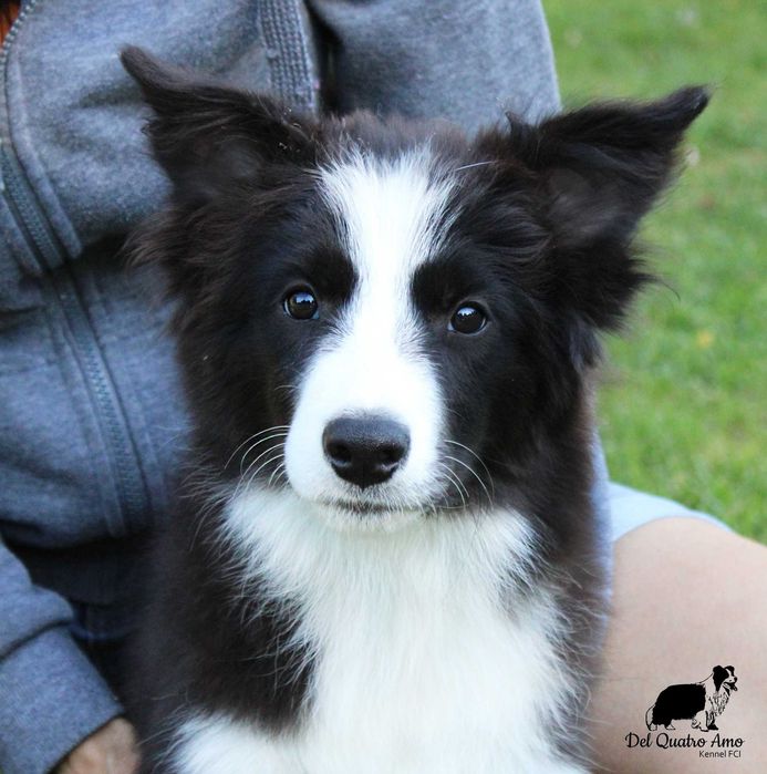Border collie śliczny chłopczyk NERO - ZKwP - gotowy do zmiany domu