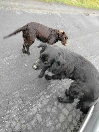 Znaleziono dwa psy Stawek, Kolonia łuszczów Łęczna