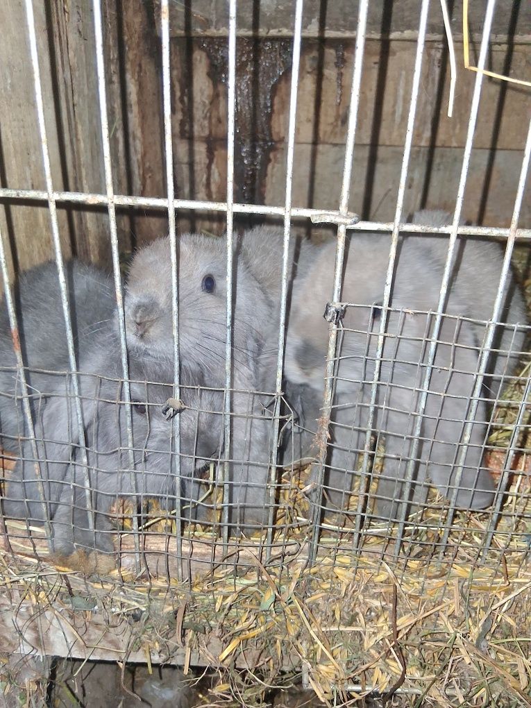 Sprzedam różne kury oraz króliki pawie indyjskie