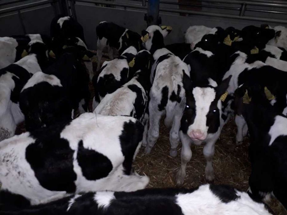 Cielęta  mięsne, MM,MS, jałówki HF na krowy, dowóz