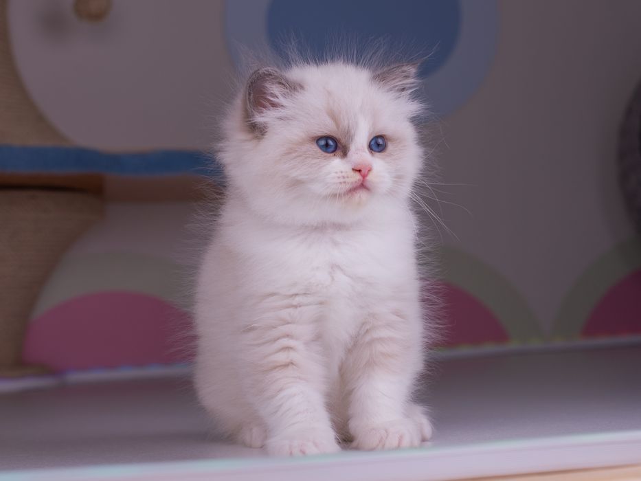 Породисті клубні кошенята Ragdoll