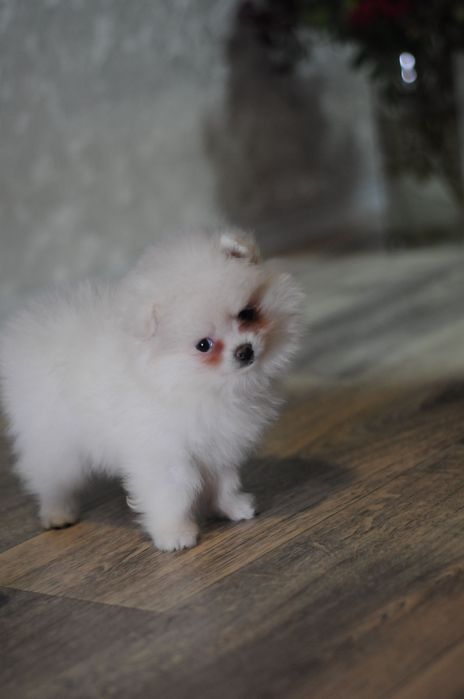 Белоснежная мини девочка померашечка