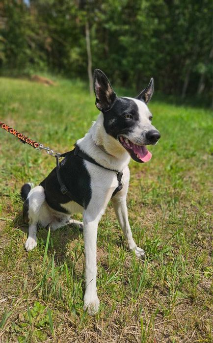 MARSHALL został zupełnie sam RATUNKU!