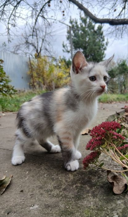 Кошеня кішка триколірна