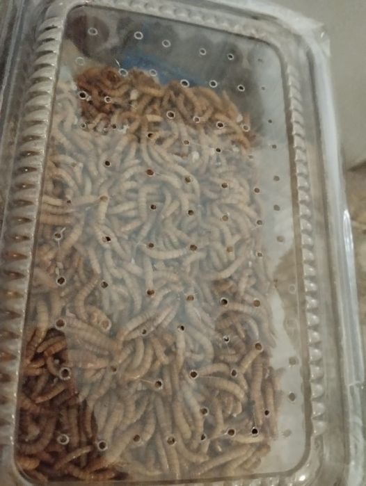 Mączniaki larwy mączniaka