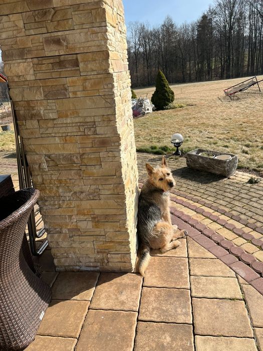 Terrier traci dom