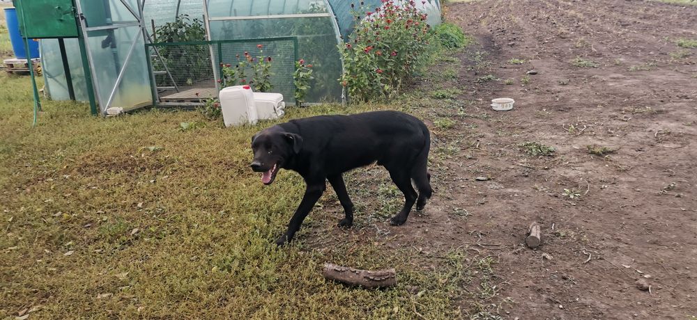 Блек шукає дім, віддам в добрі руки