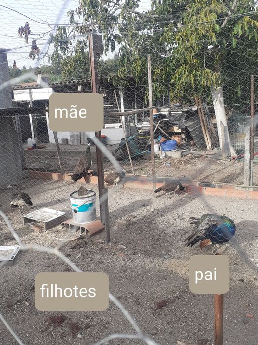 Pavões 2025, nascidos em maio