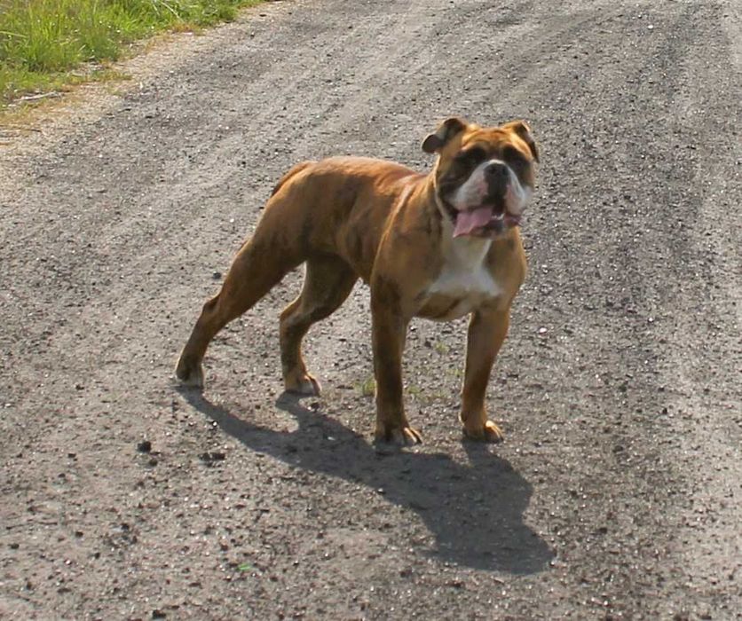 buldog kontynentalny