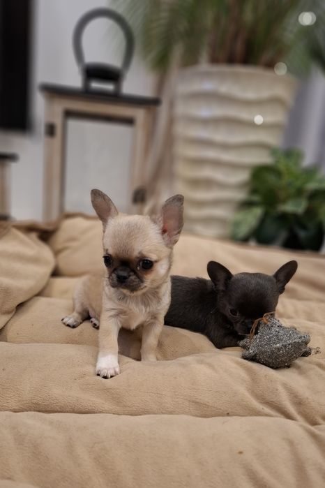 Śliczna sunia chihuahua