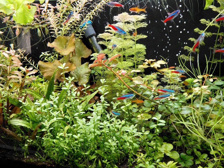 Roslinki akwariowe zestaw 15 szt