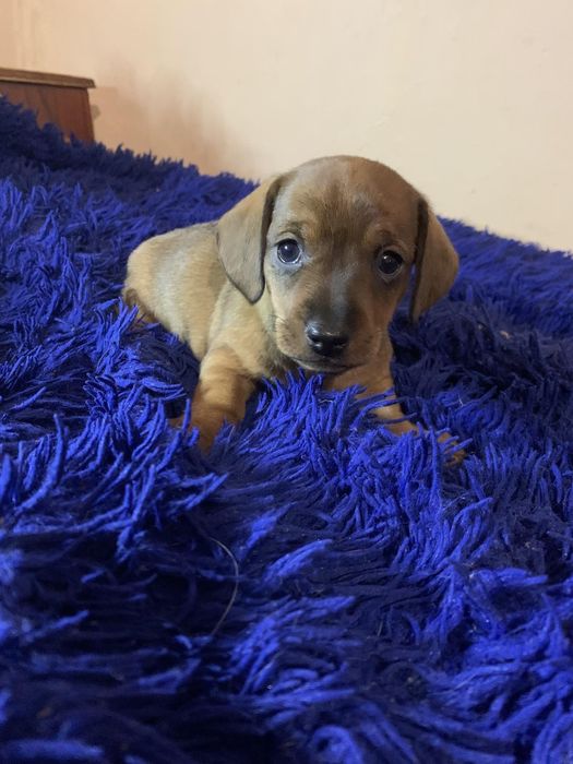 Цуцинятка такси, рижі