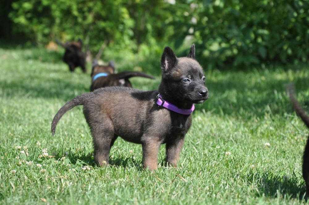 Хлопчик і дівчинка малинуа документи КСУ