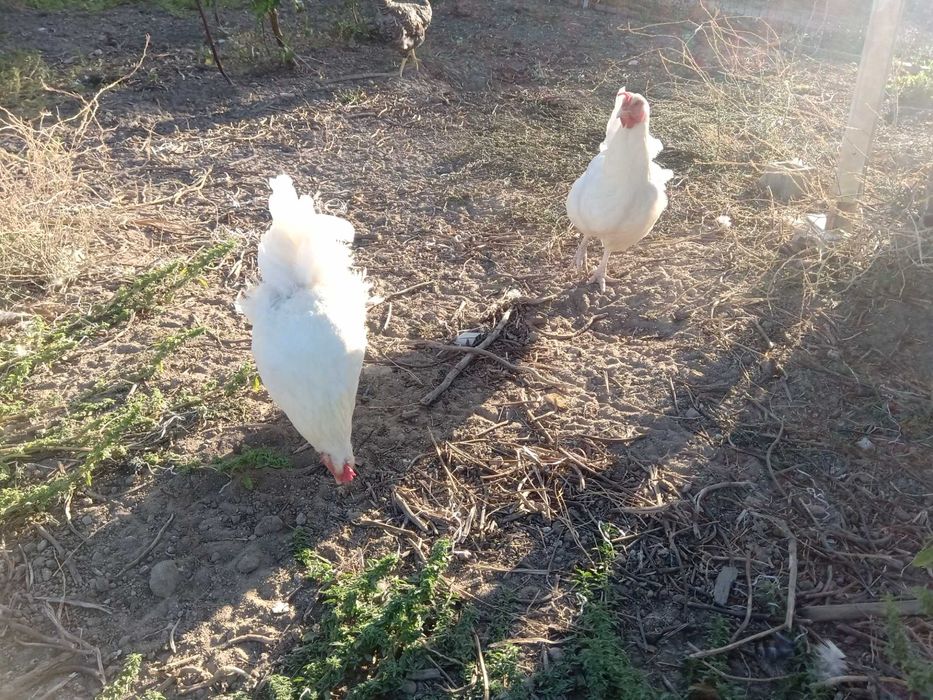 Vendo ovos galados de galinha branca portuguesa