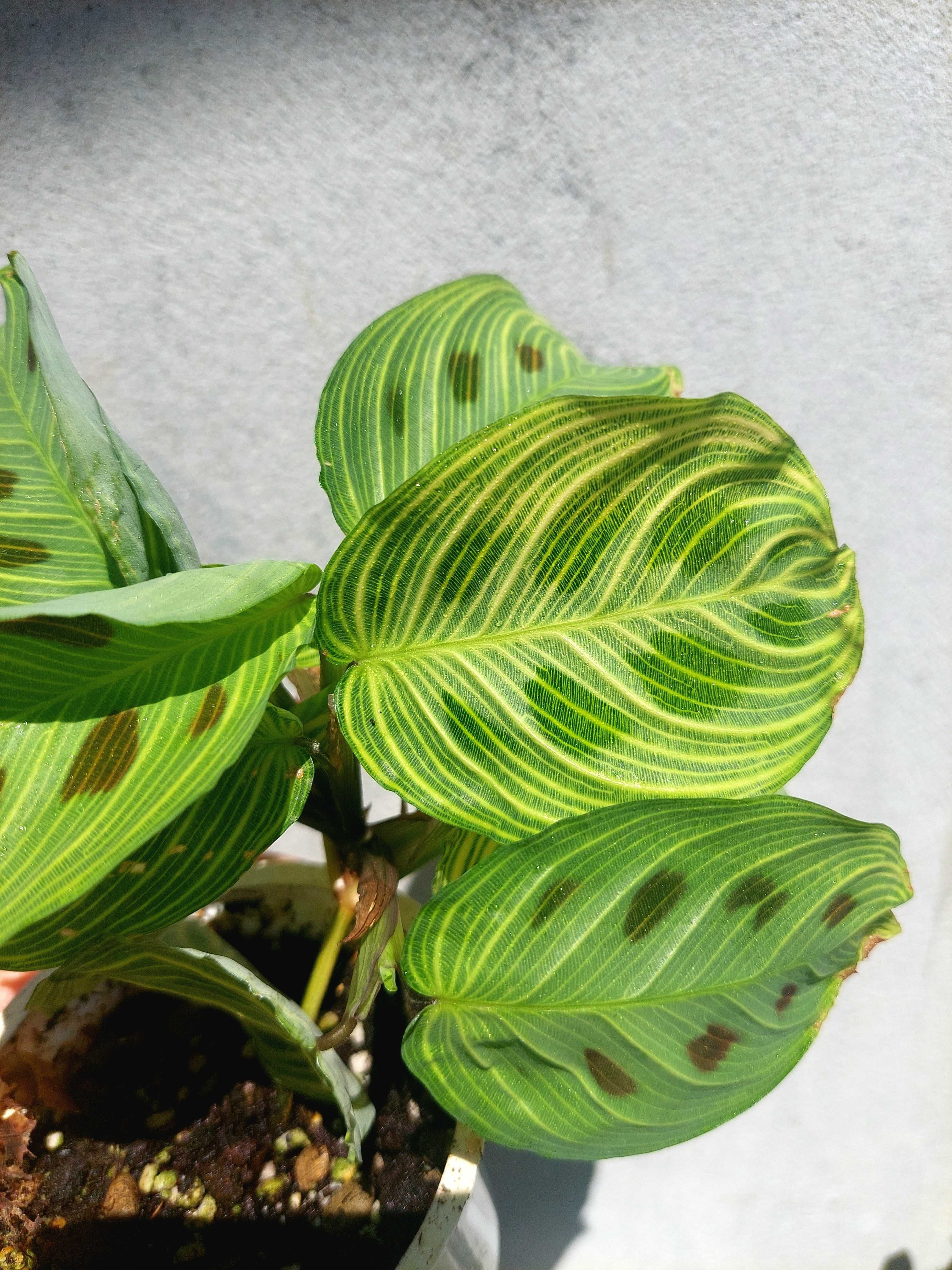 Planta Maranta Light Veins