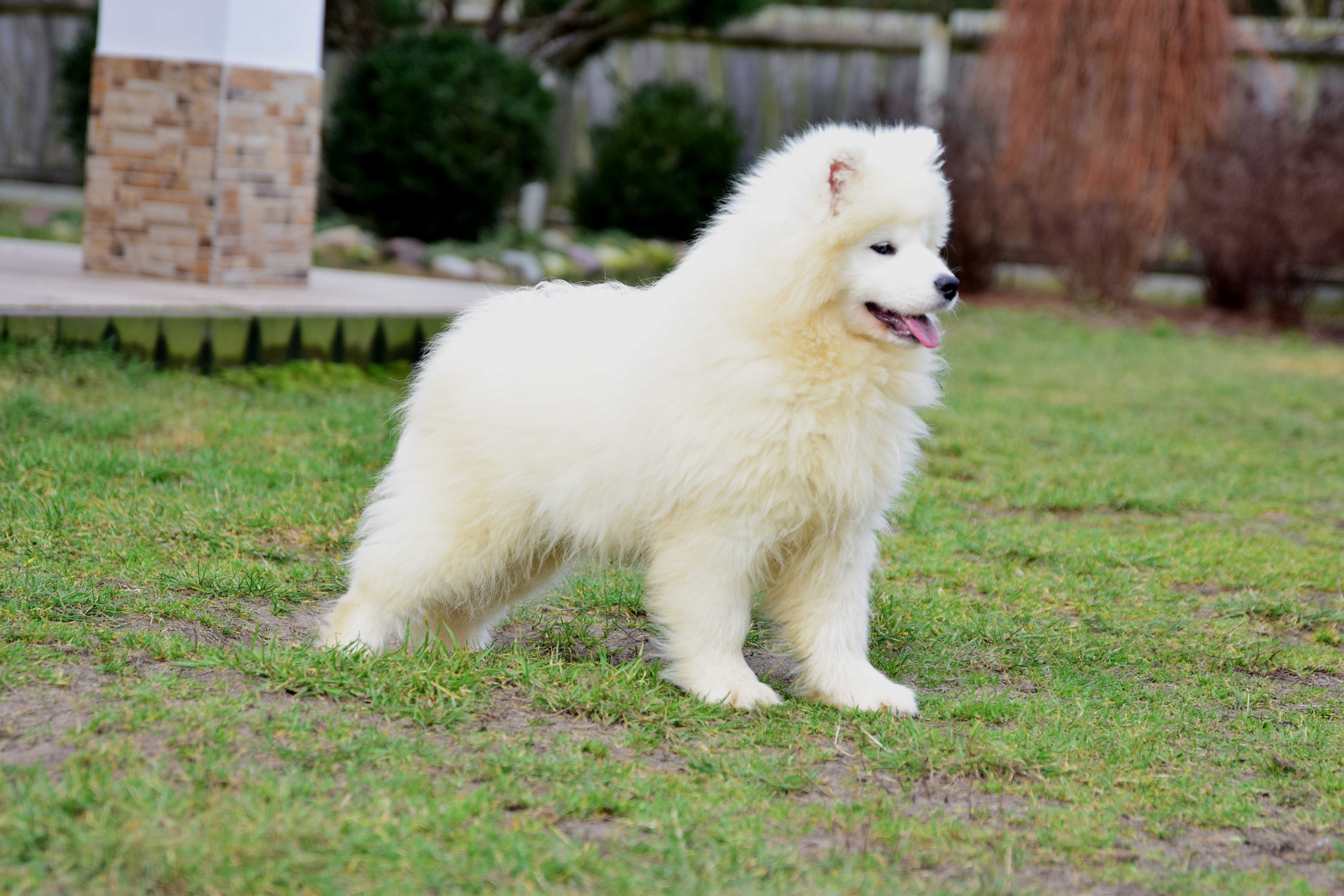 Samoyed Szczenięta