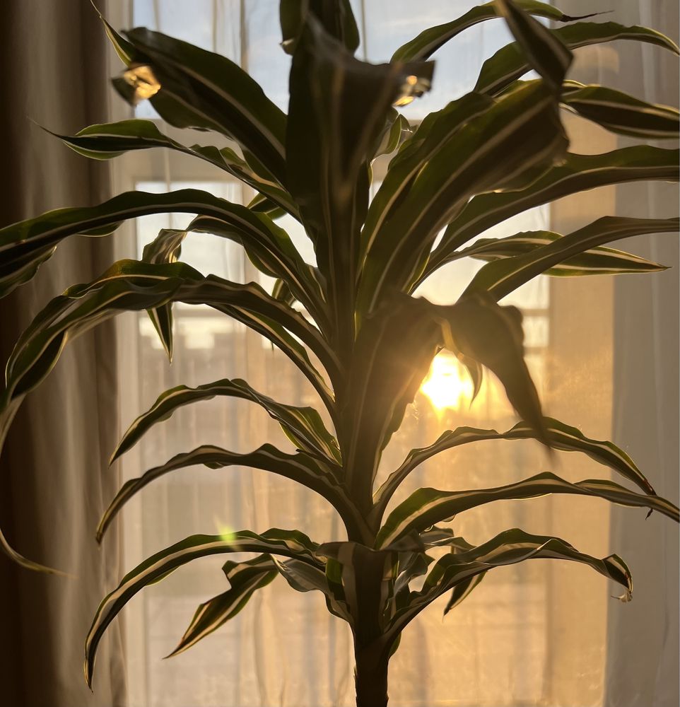 Dracaena fragrans lemon lime (dracena)