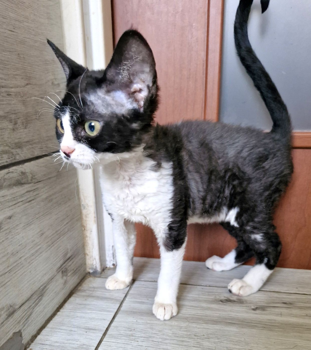 Devon Rex Pasja koteczka  czarno biała