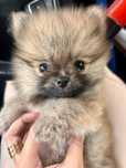 Na sprzedaż szczenię Szpica Miniaturowego- Pomeranian- Linia FCI