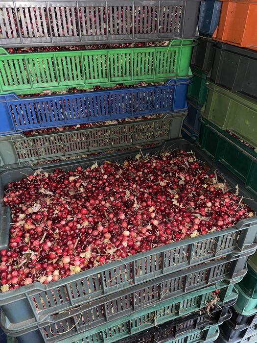 Продам журавлину