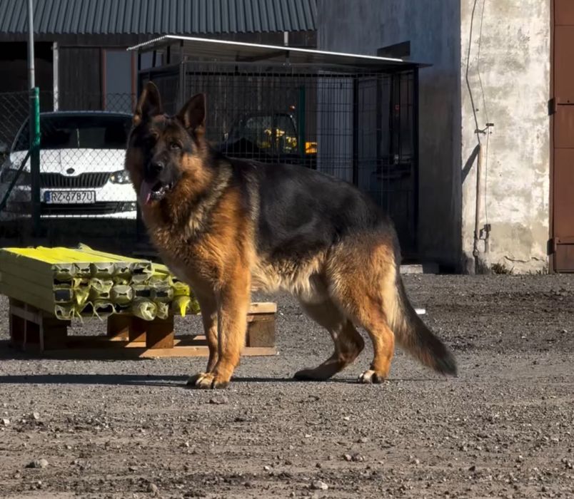 німецька вівчарка FCI/PKR: LASSO (кобель) × NOXA (сука)