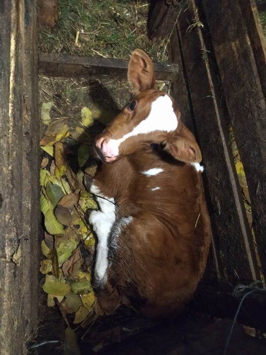 Сільгосп Тварини