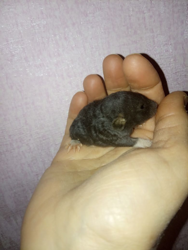 Мышки крыски к новому году подарите крысенка с клеткой