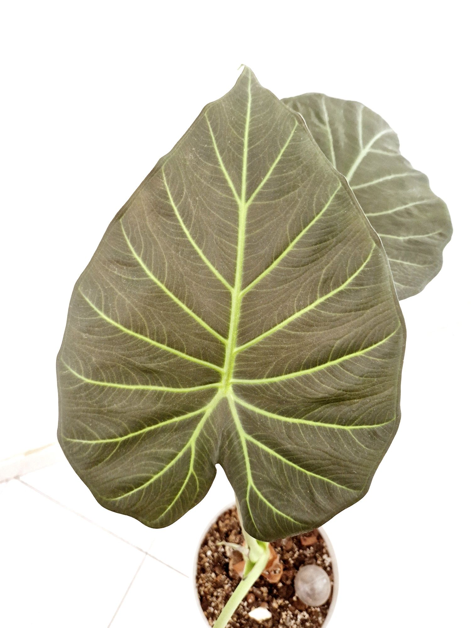 Alocasia Regal Shields grande