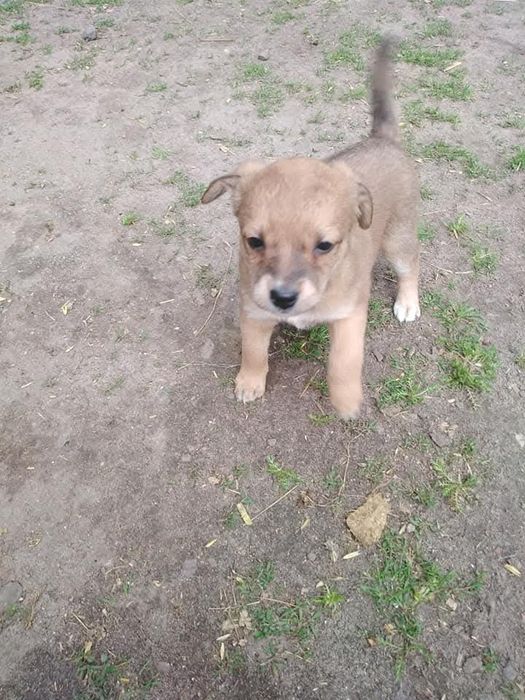 Oddam za darmo pieski