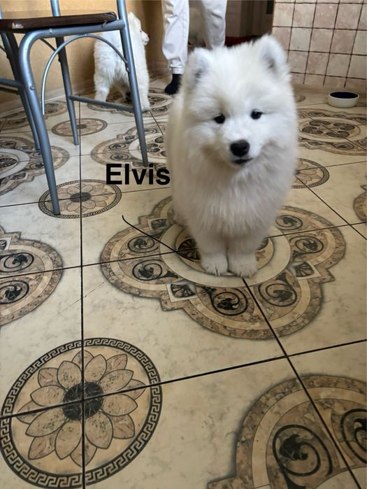 Piesek Elvis Samoyed