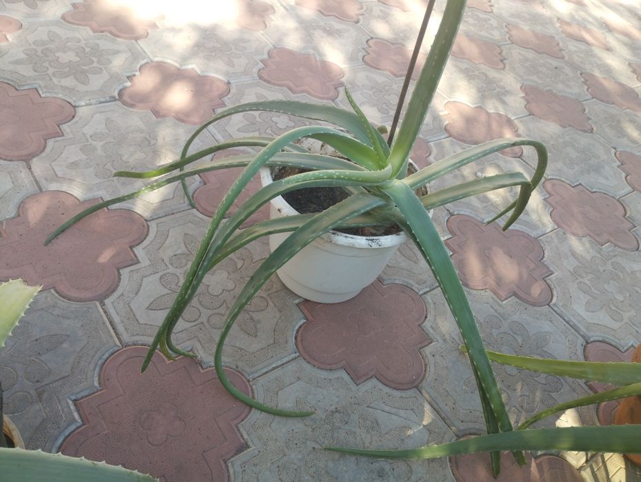 Алое Вера. Крупнолистні. Від малих до великих