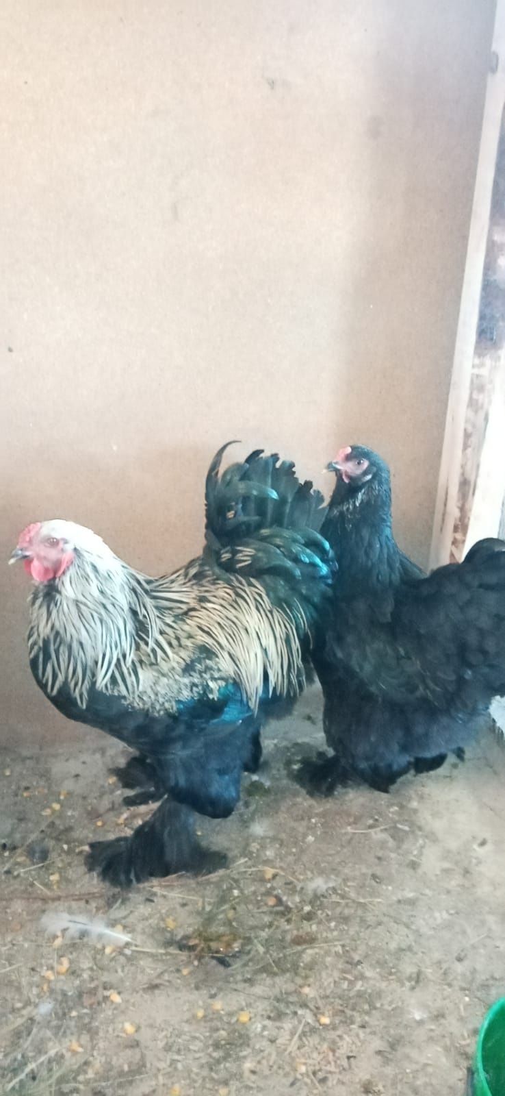Frangos Brahma Grande Porte