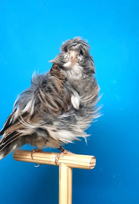 Canários frisados parisienses