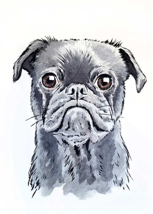 Mops - portret mopsa, obraz psa, rysunek mopsa