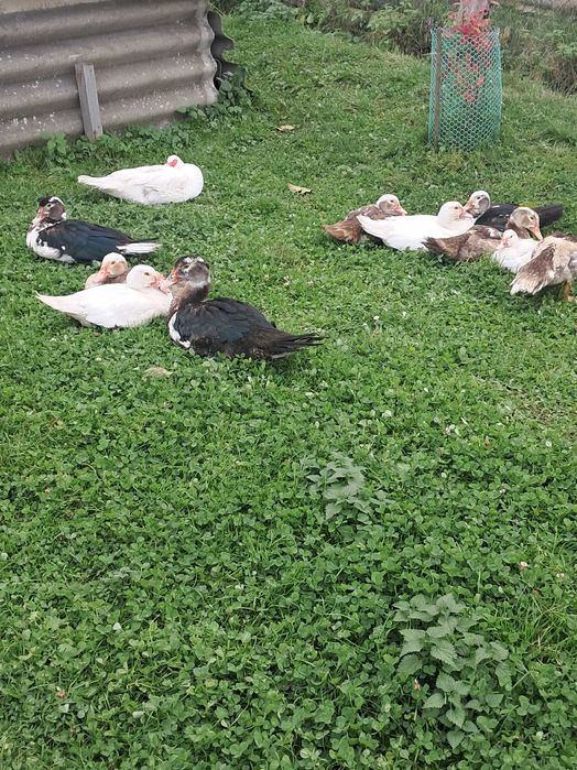 Продам качки шипуни