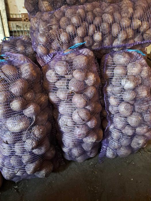 Продам столовий буряк