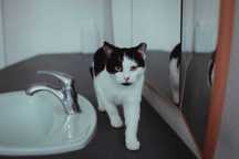 Urocza Cynka do adopcji